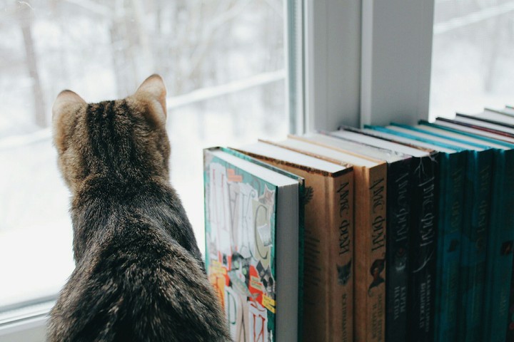 Winter Cat