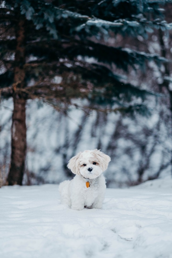 white dog