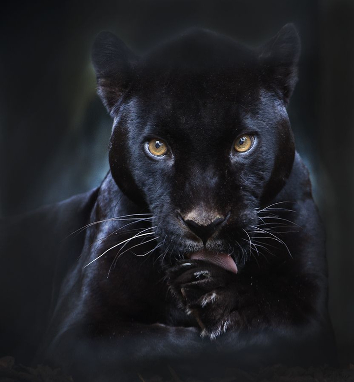Panther