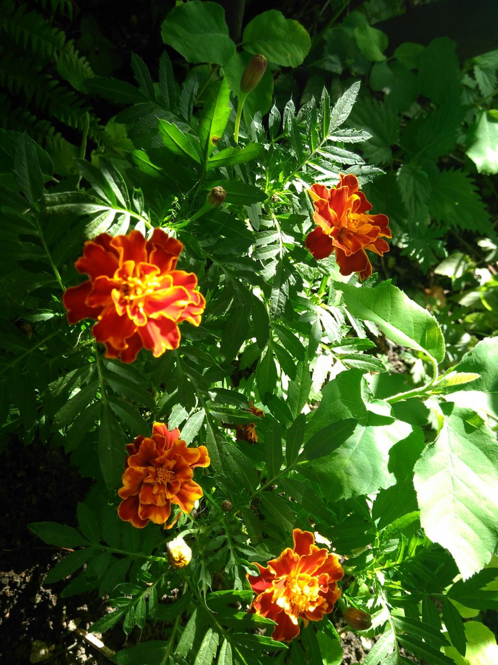 flowers