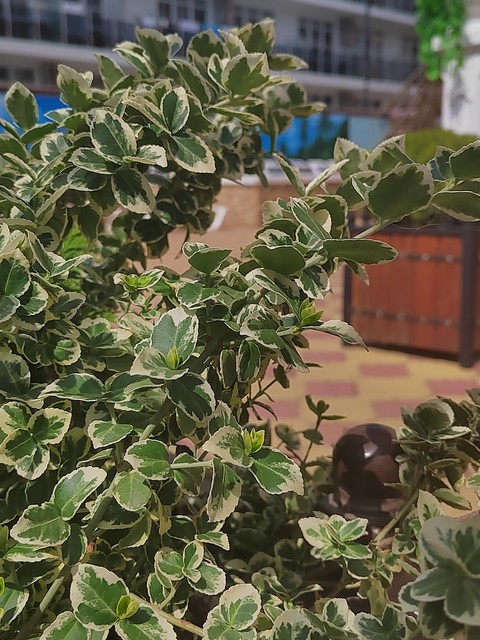 灌木, vegetation桌布
