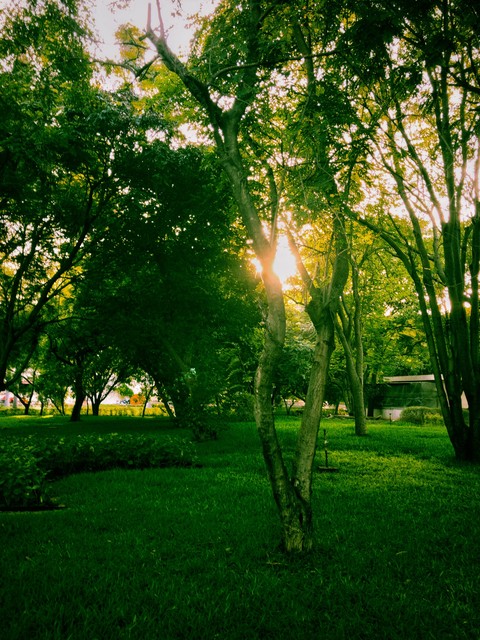 Walk through the garden