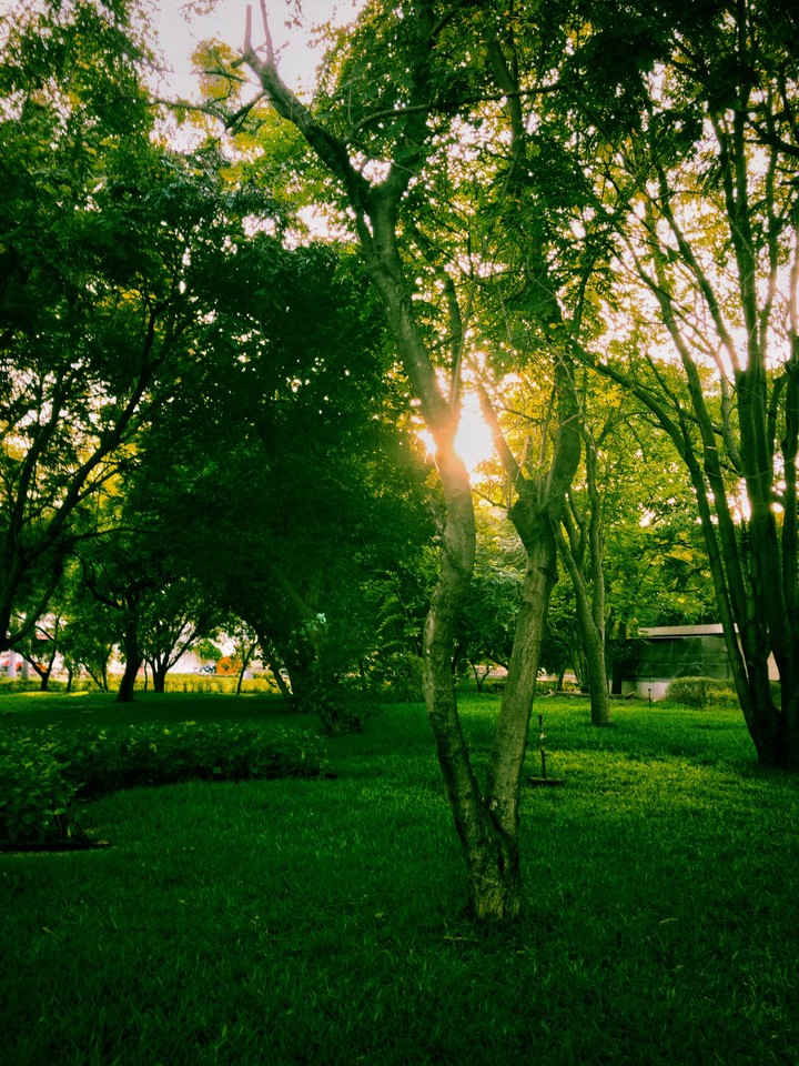 Walk through the garden