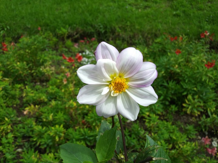 kodai flower