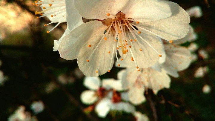 Абрикос.