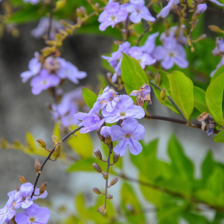 Beautiful Flower