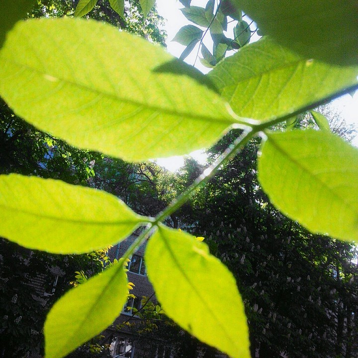 Tree|leafs