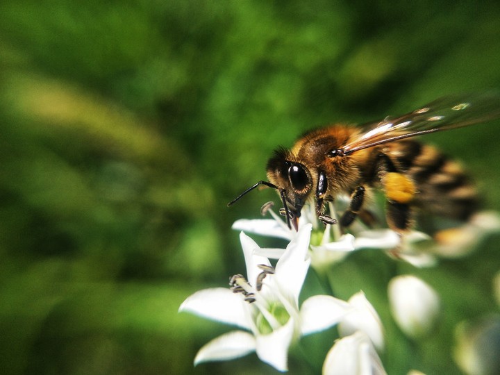 Bee!