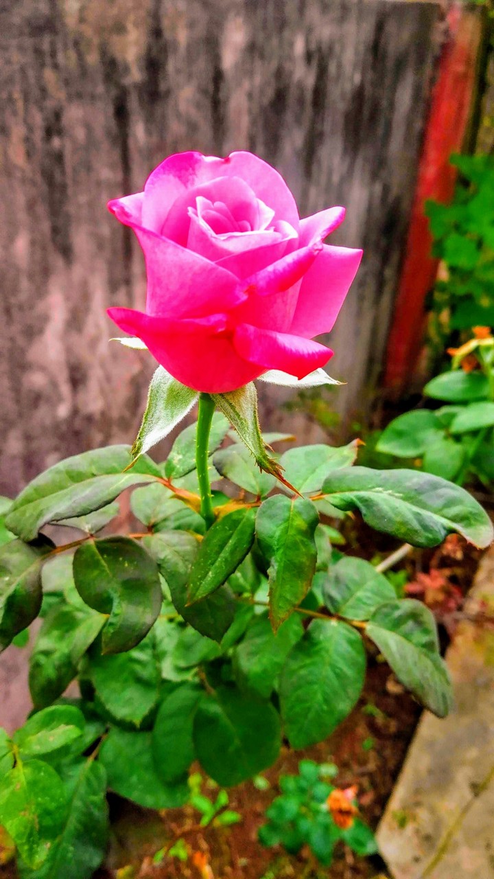 red rose