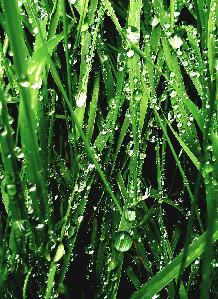 Grass
