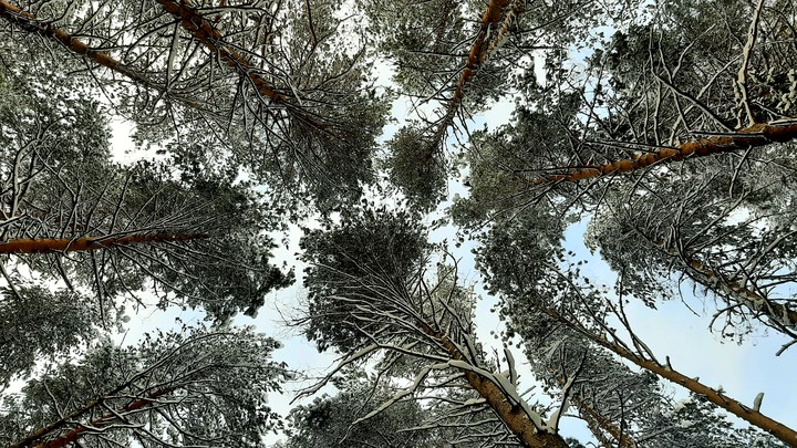 trees