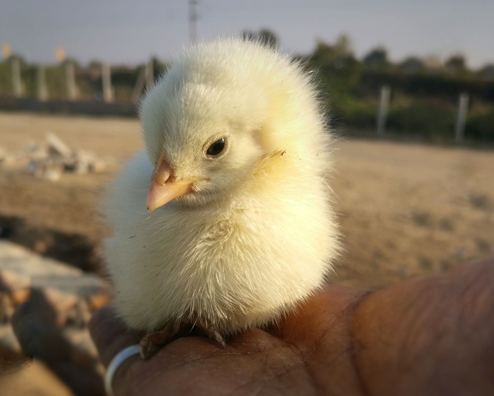 cute chick