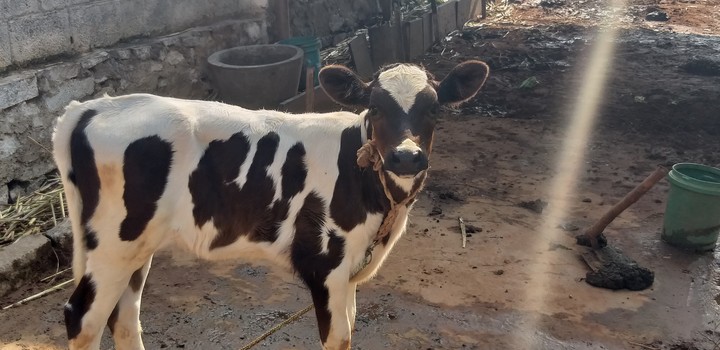Dairy