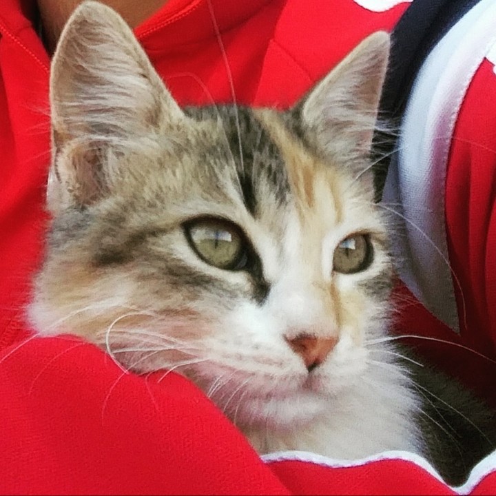 cats
