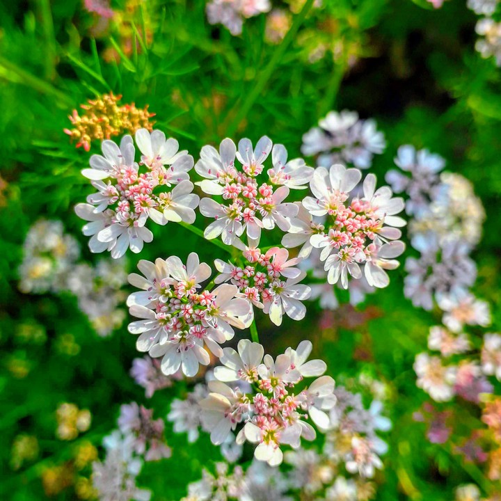 Blossom!
