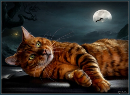 Cat