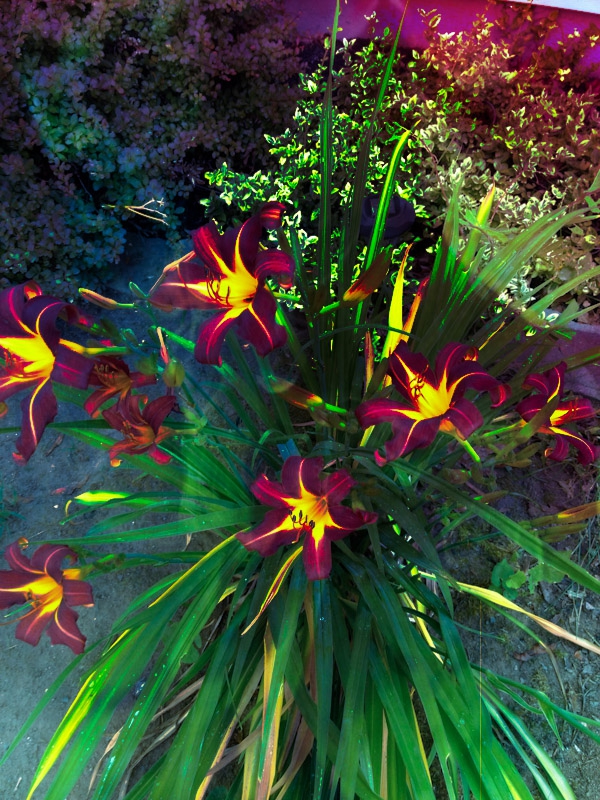daylilies