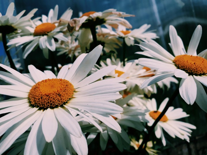 camomile