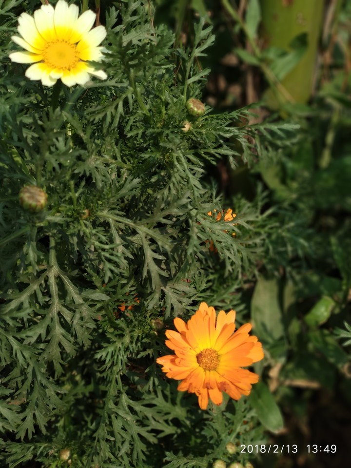 flowers