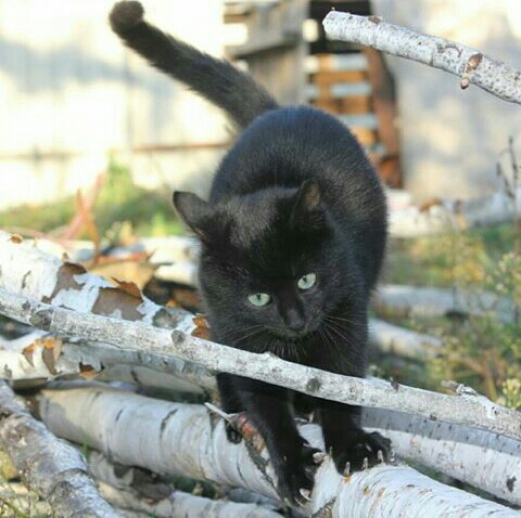 Котьонок