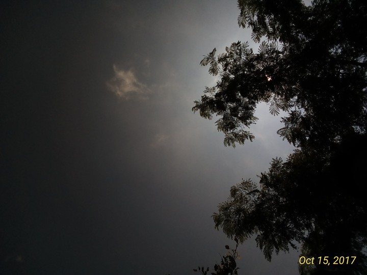 tree and sun
