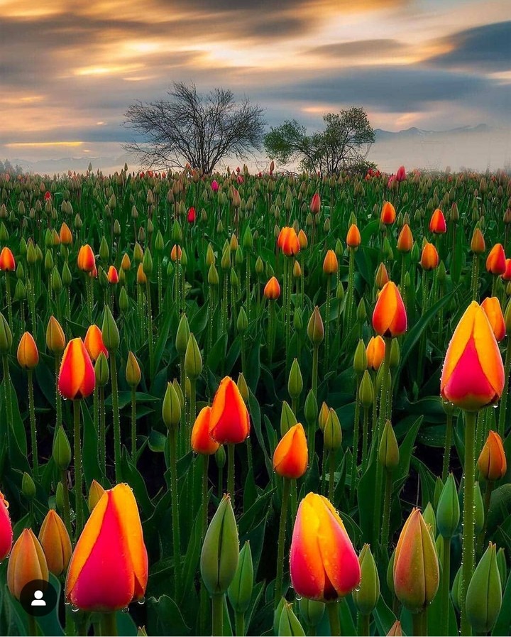 Tulips