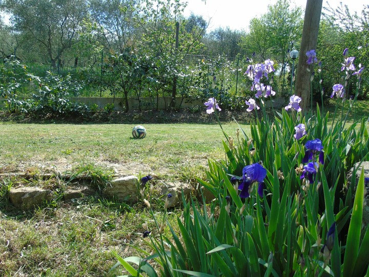 Flowers and Football