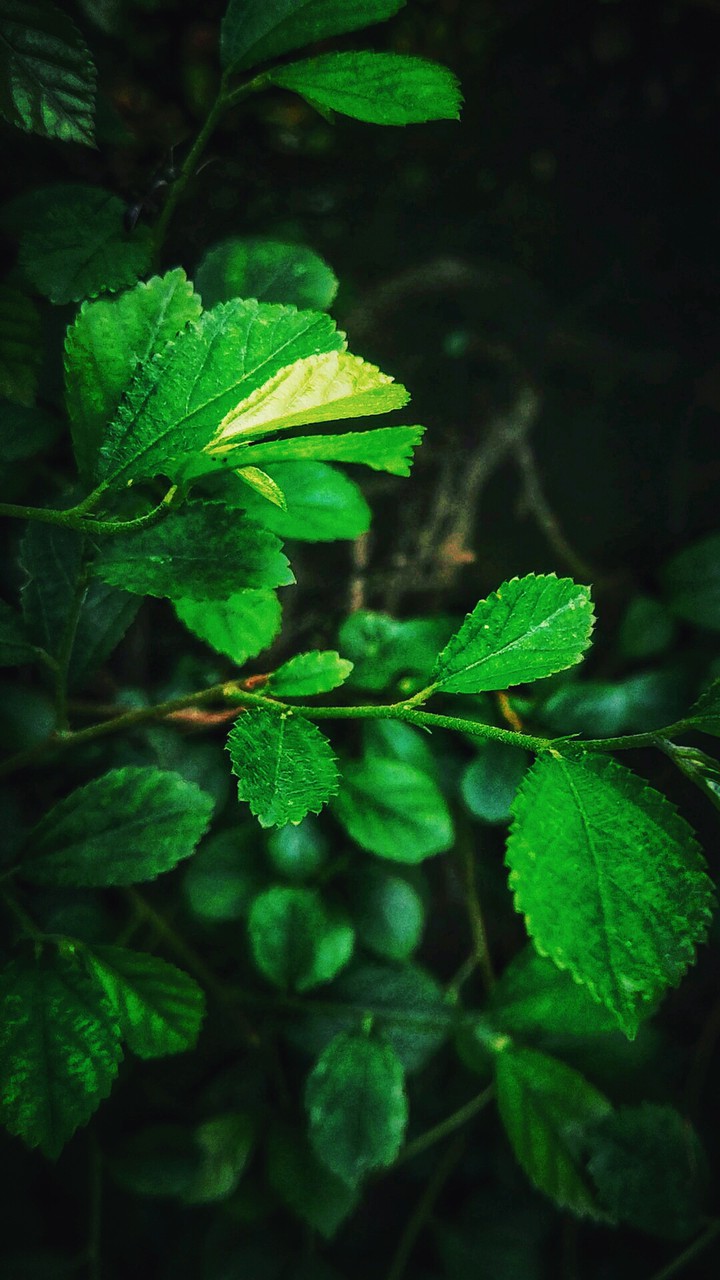 nature