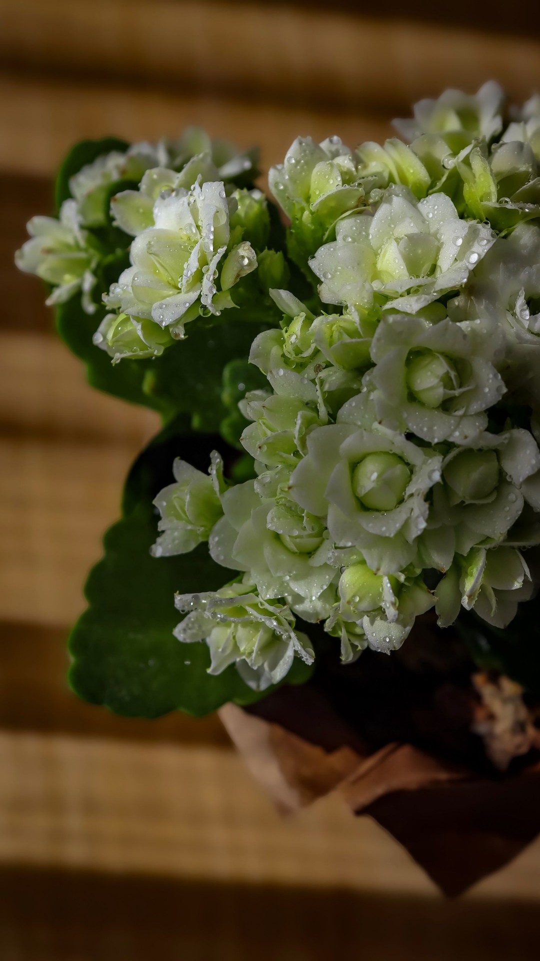 floristry, petal duvar kağıtları