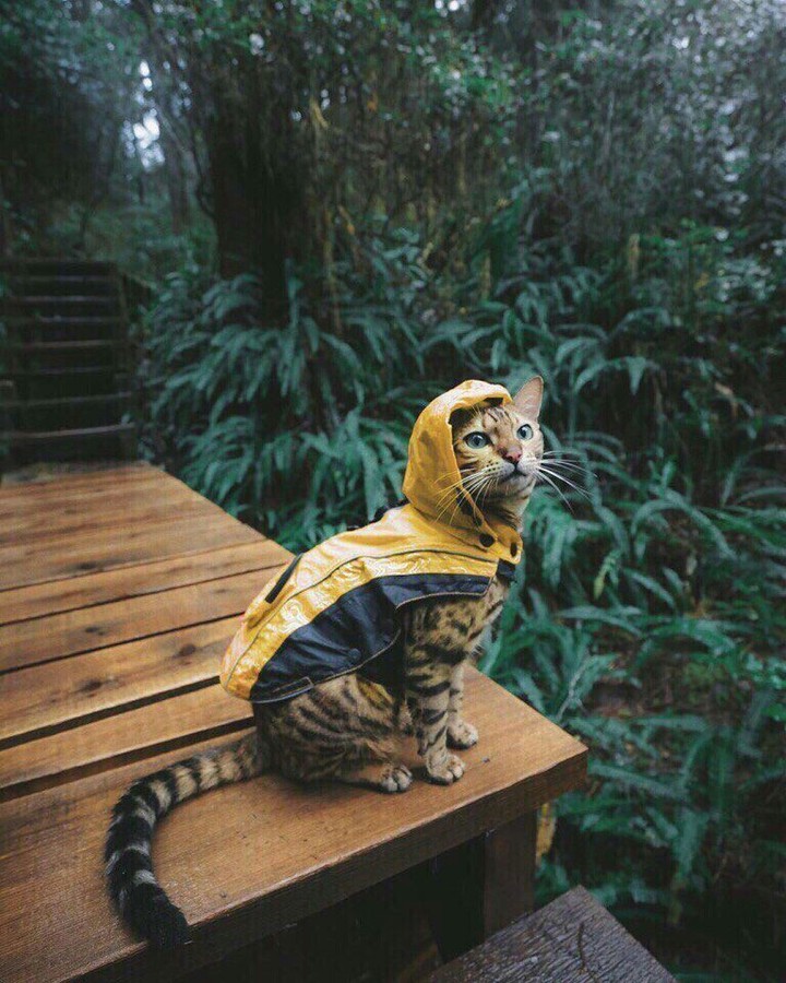 Кот не промокнет
