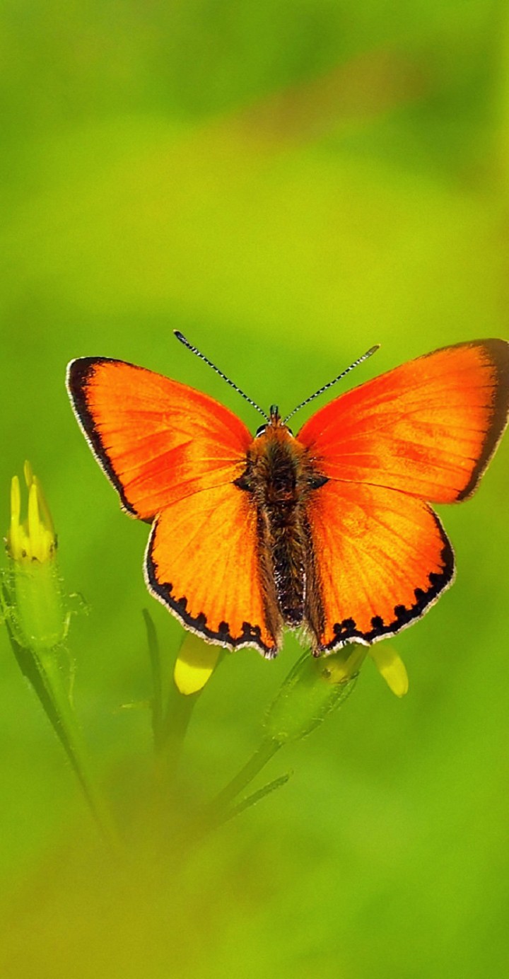 mariposa