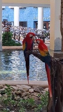 GUACAMAYAS