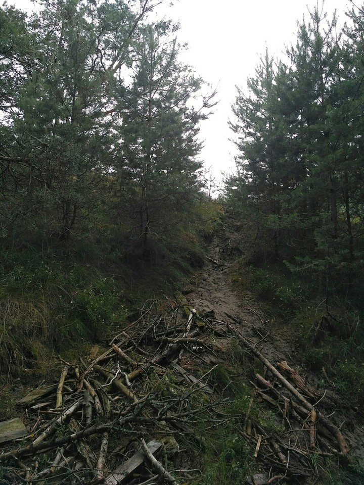 Forest path (no filters)