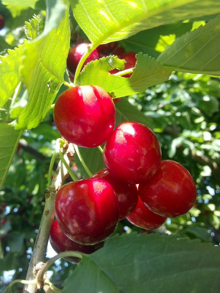 red