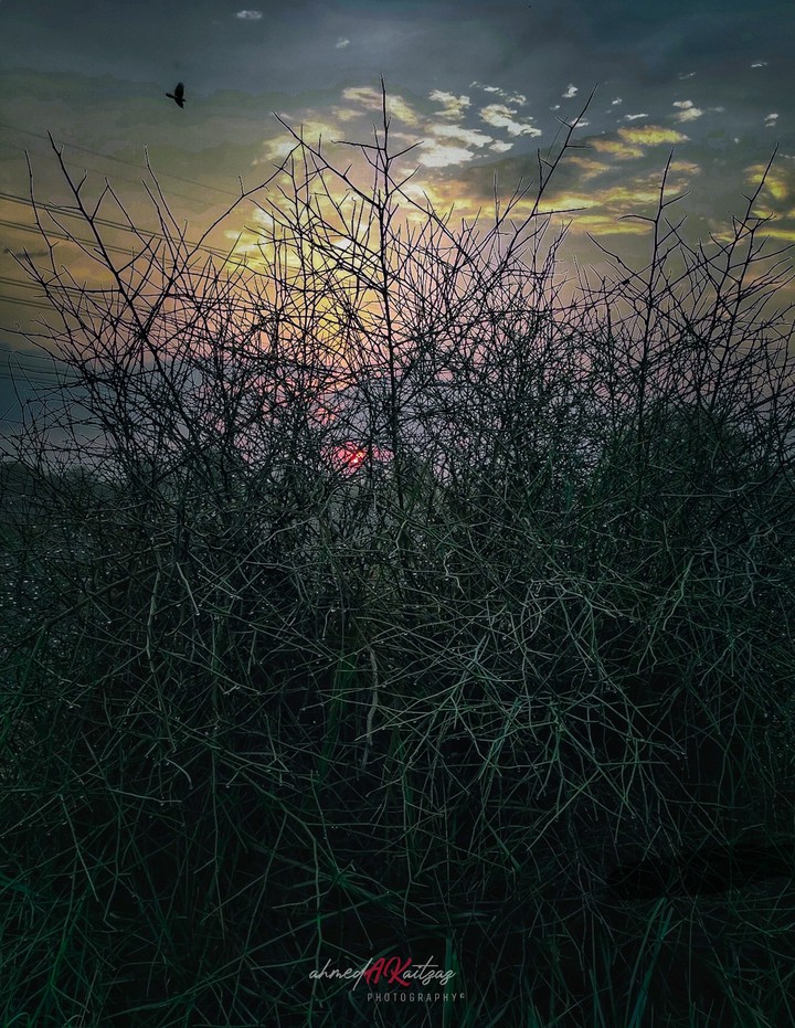 Nature shot