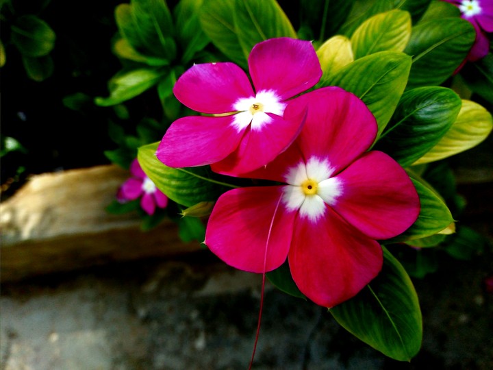 tiny flower