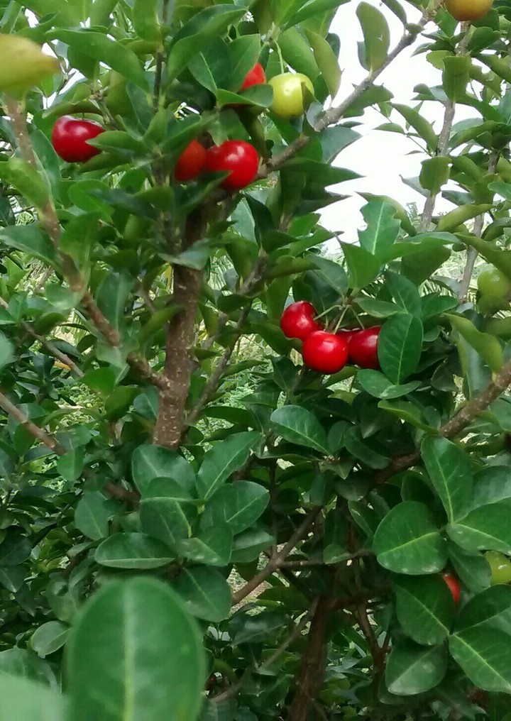 Cherry Tree!