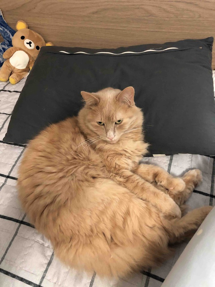 cat rookie2