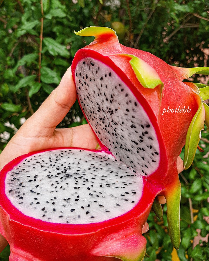 Pitaya