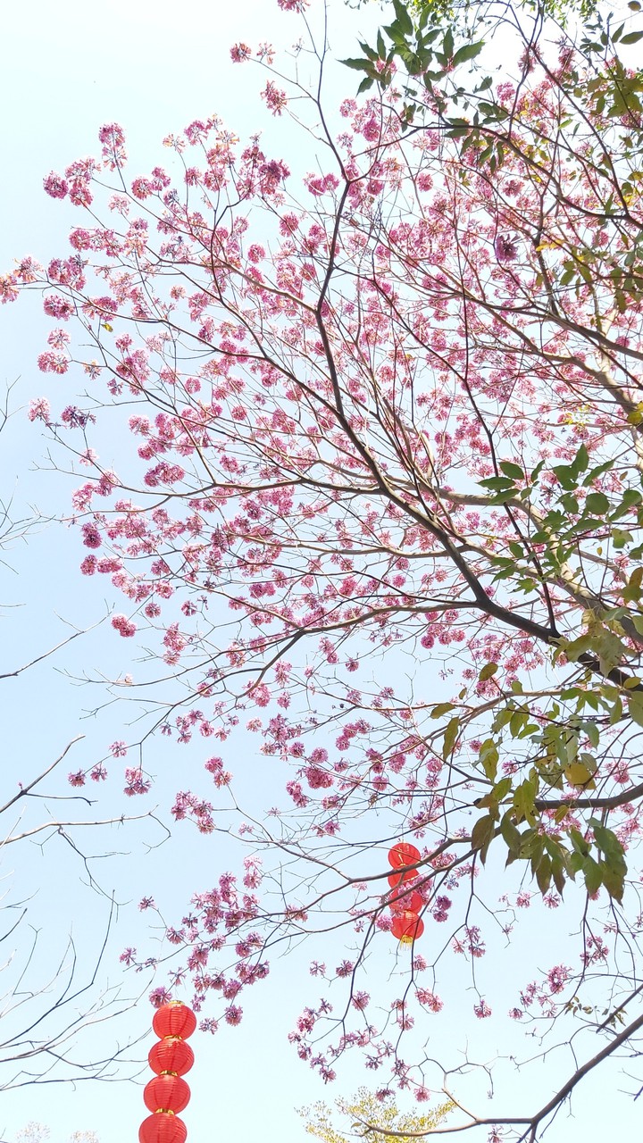 spring at jiangmen