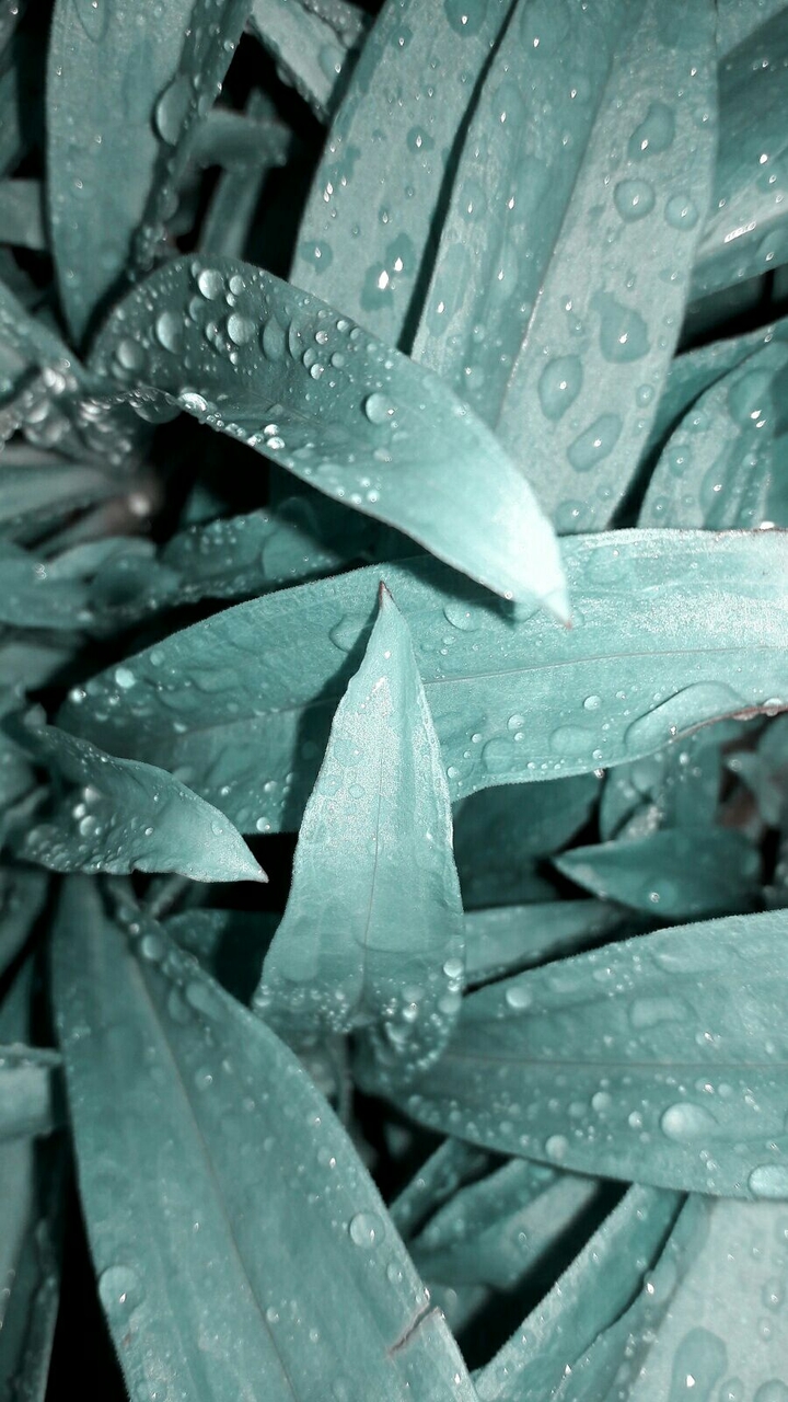 dew leaf