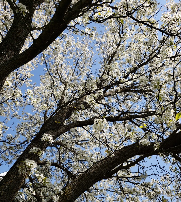Springtime in PA