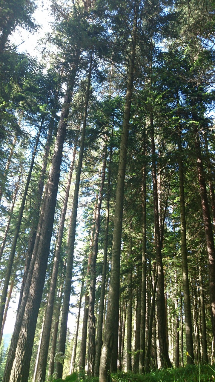 Green forests