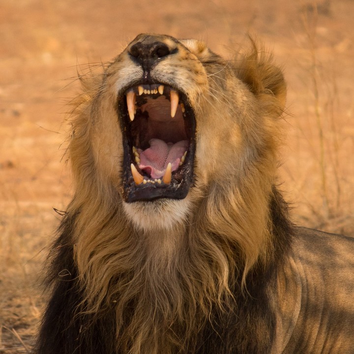 Lion