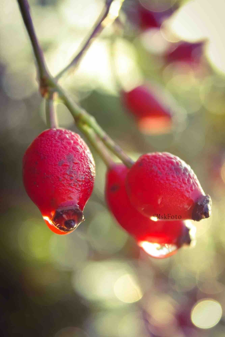 Reds