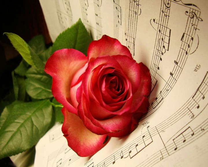 roses are red