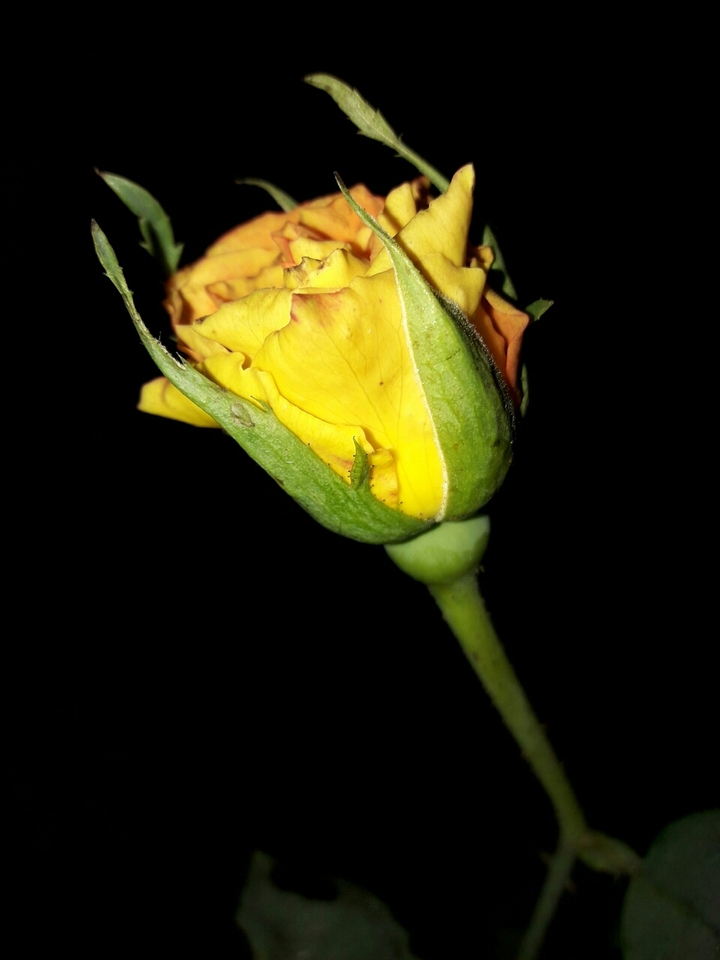 تقدیم بتو که ...