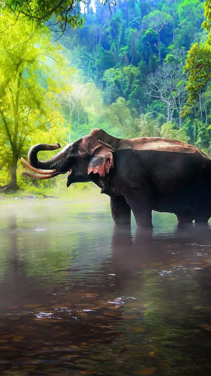 elephant