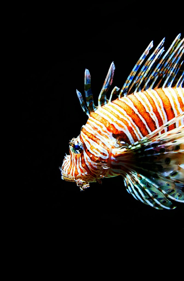 beautiful firefish
