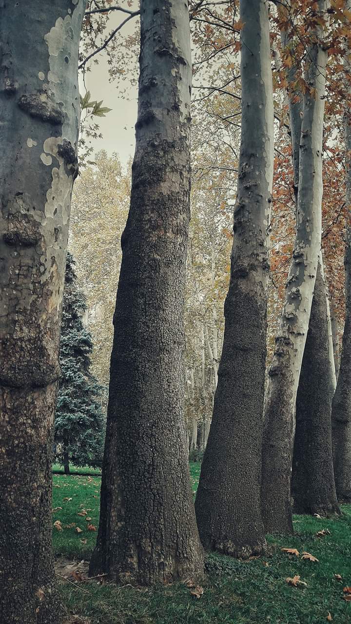 autumn